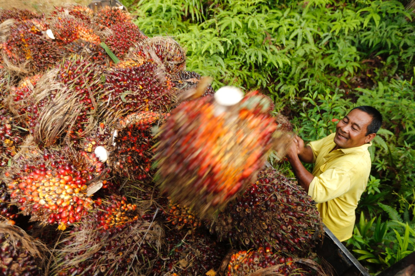 Indonesia Makes Strong Push Towards Biofuel Production, R&D