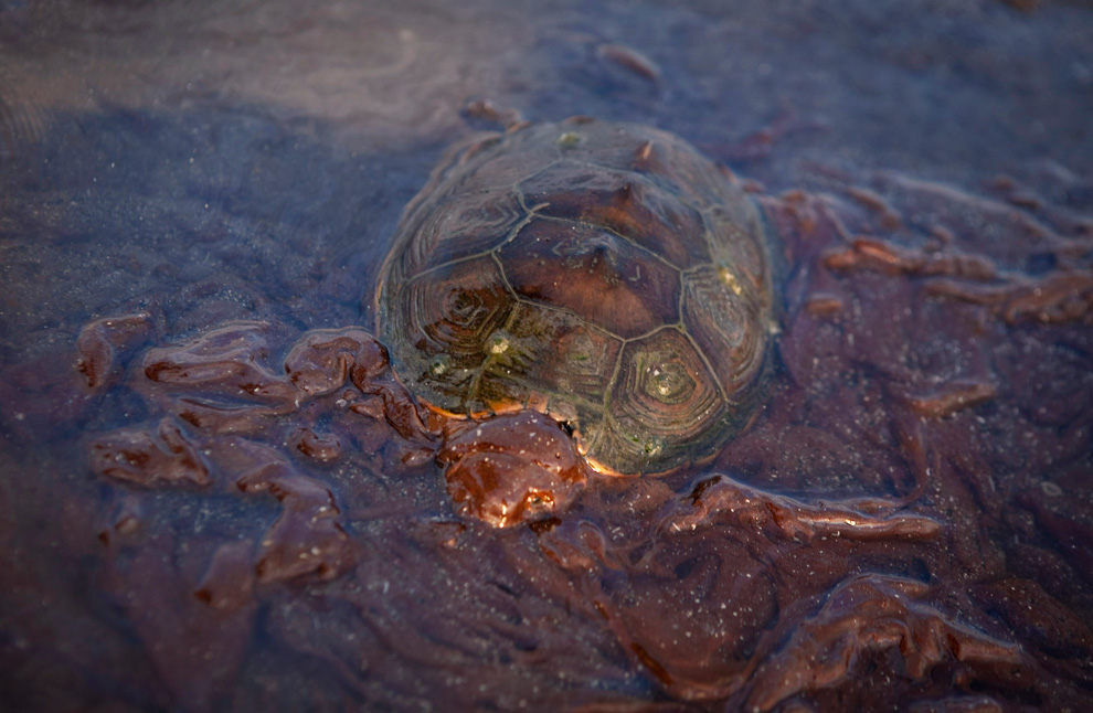 Victims of BP Mexico Gulf Oil Spill Still Suffering