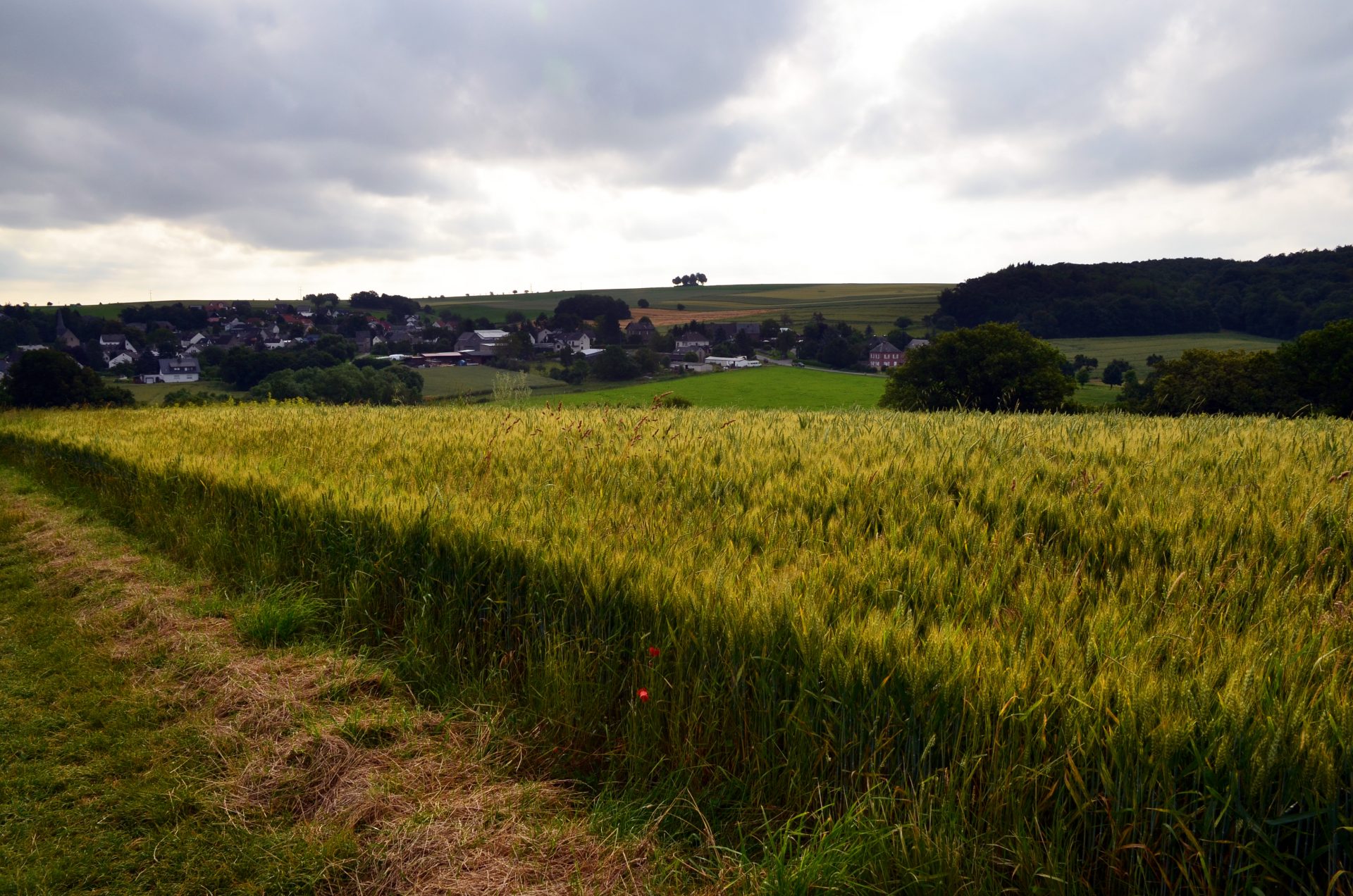 Waste-to-Energy Plant to Open Near Cairo