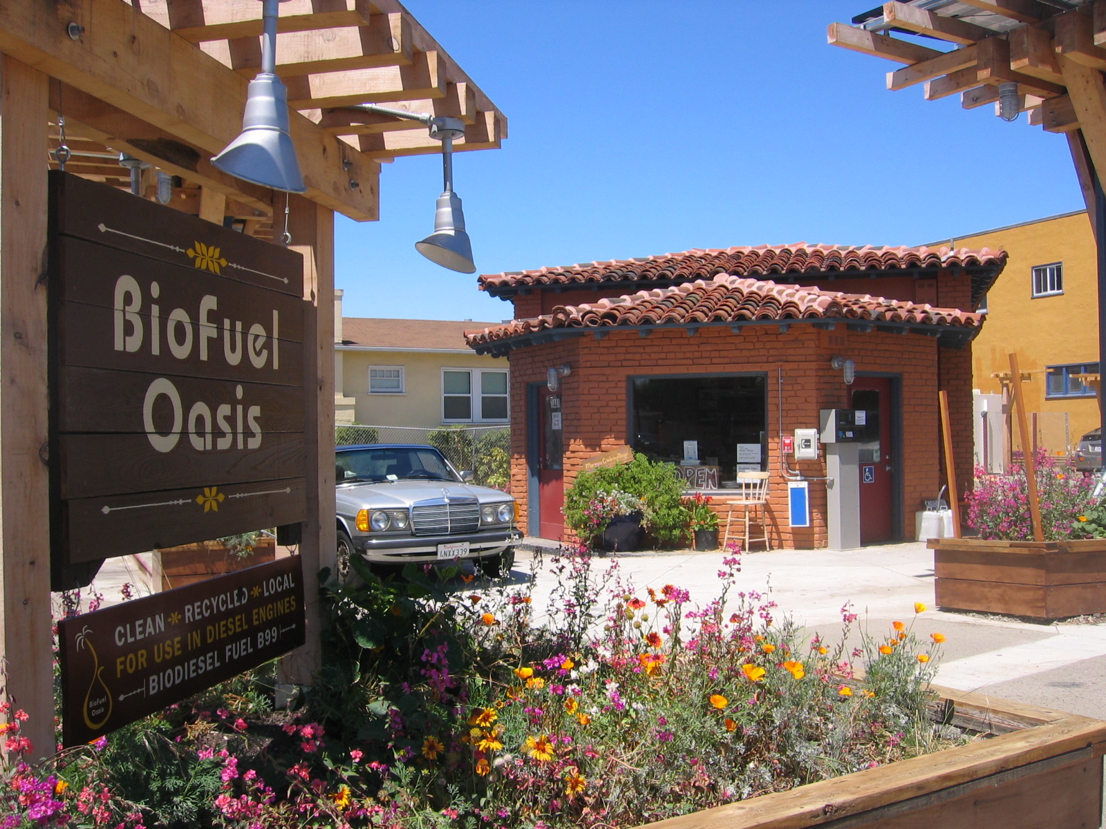 Egyptian Scientists Produce Jet Biofuel from Jatropha