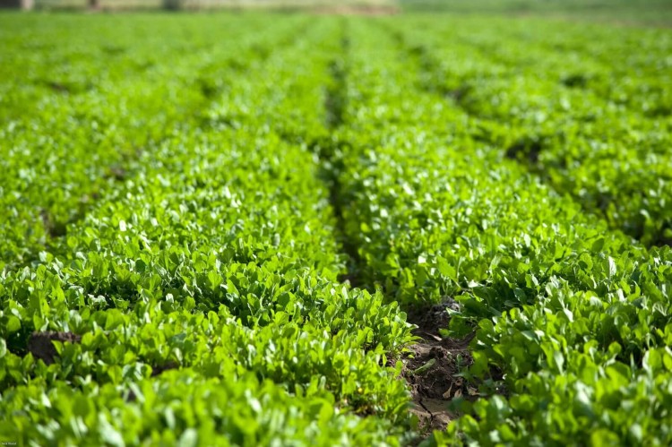 Fertiglobe Expands in Asia-Pacific, Acquires Australian Fertilizer Distributor